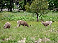 FAUNE 4 (22).JPG